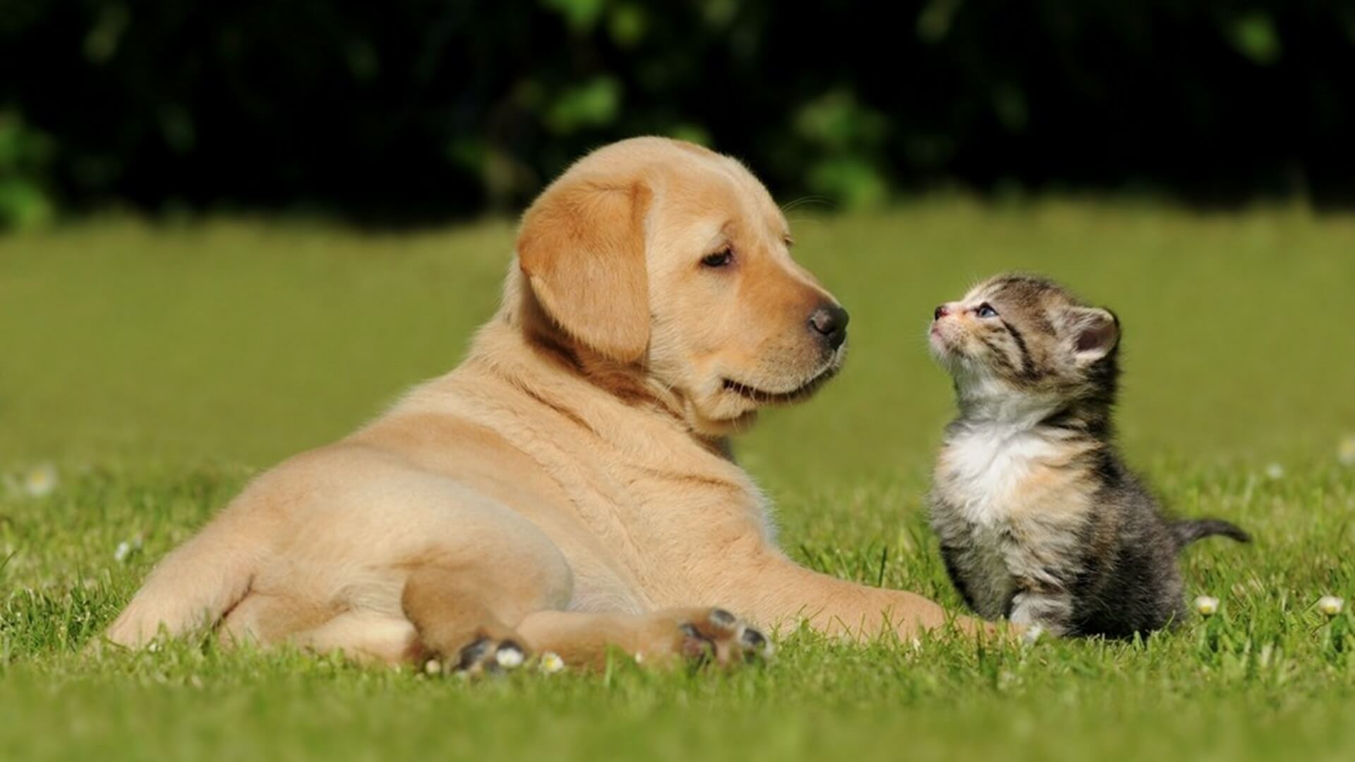 dog and cat sitting on green grass